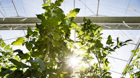 greenhouse, plants, sun, glasshouse, grodan