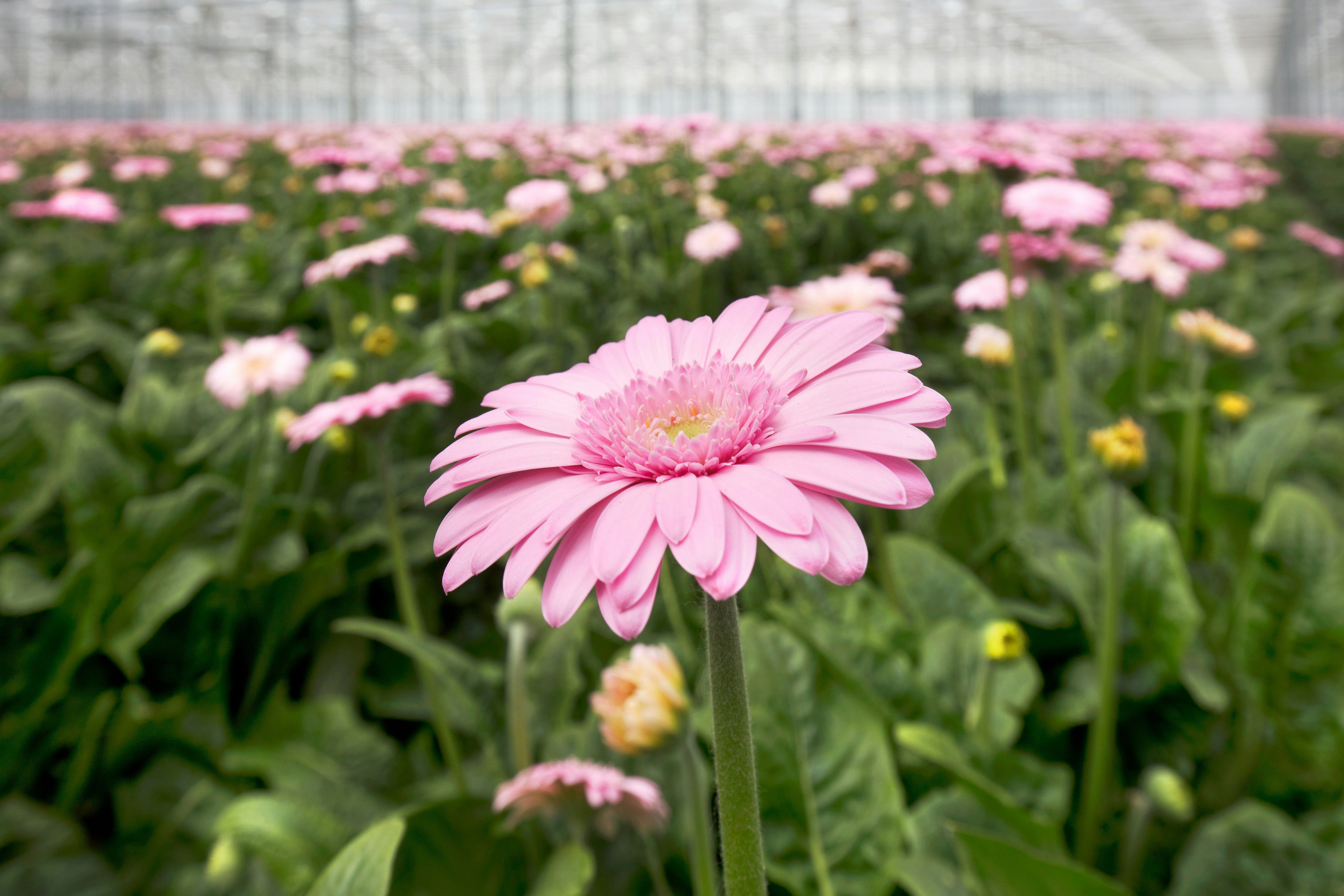 gerbera, greenhouse, hydroponic, growing,