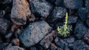 RockWorld imagery,The Big Picture, stone, rock, plant,