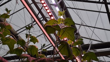 vertical farming, botany, learning, grodan