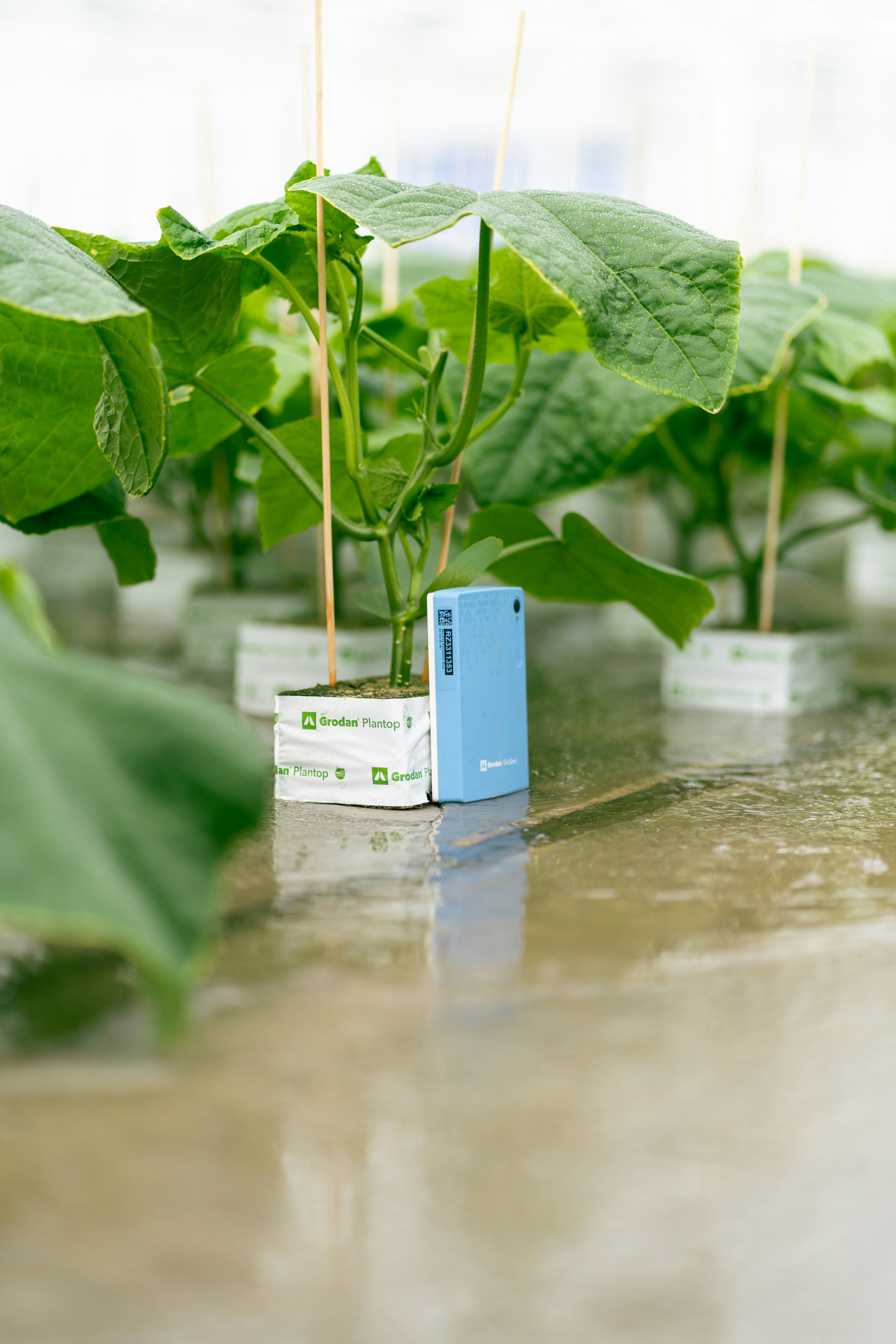 Vermiculite free Grodan Plantop blocks