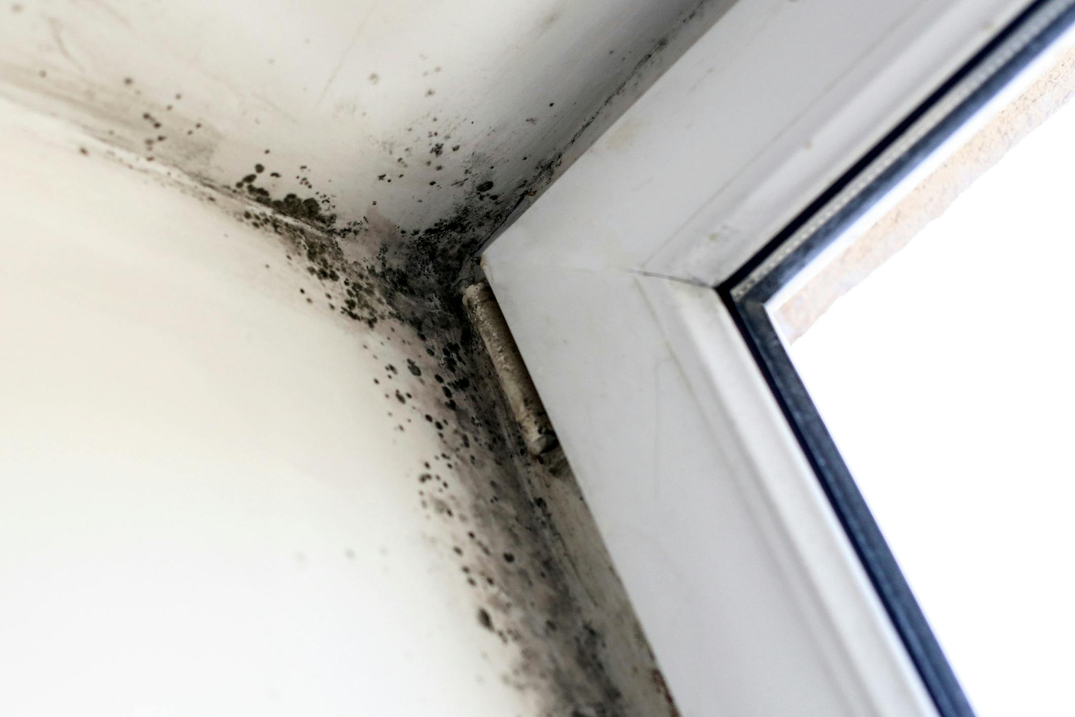 Mold And Mildew Resistant Insulation
