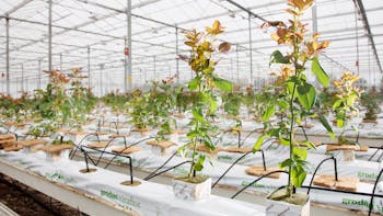 gerbera, greenhouse, hydroponic, growing,