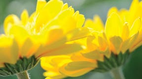 Floriculture Solutions, floriculture, gerberas, perennial cultivation properties, grodan