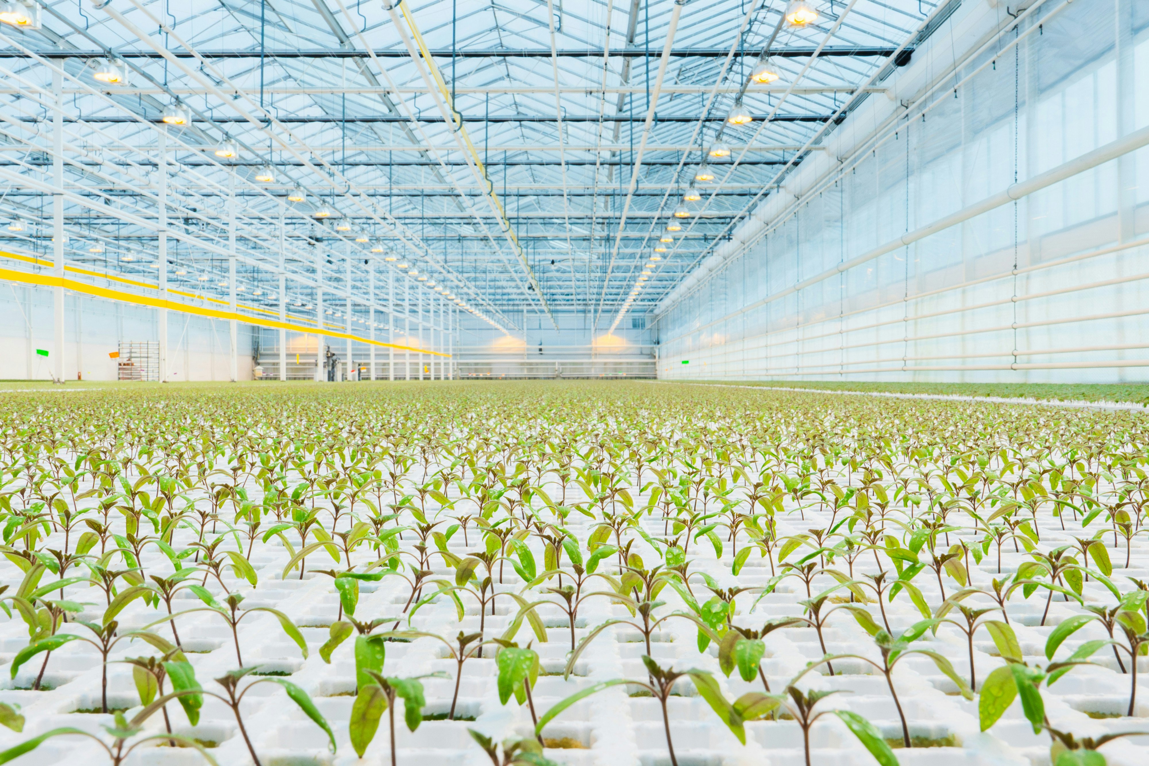 Vermiculite free propagation at Dutch propagator P. van Geest