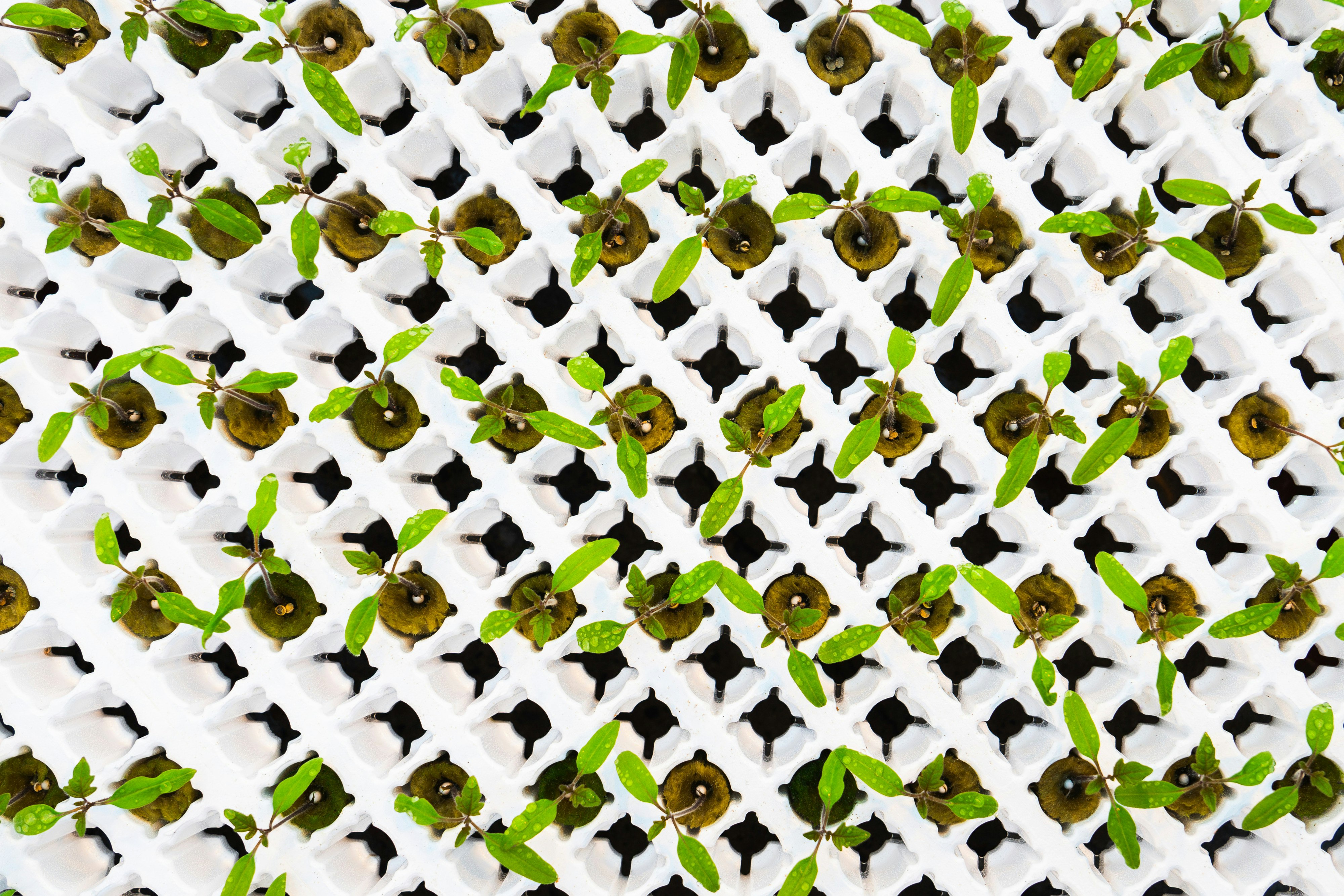 Vermiculite free propagation at Dutch propagator P. van Geest