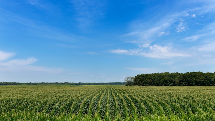View of a cornfield in a rural area of the Mississippi State for use within the Marshall County community page content showing the broader landscape