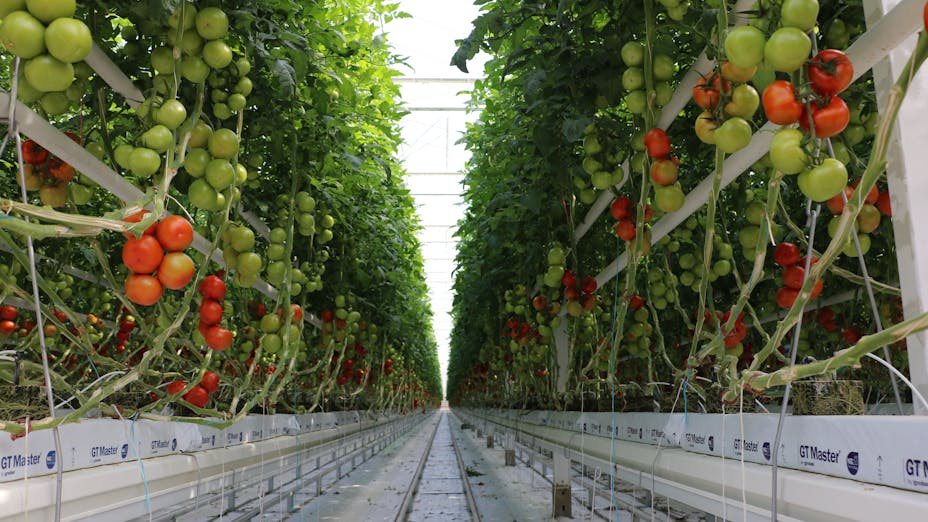 grodan, greenhouse, tomato, cover whitepaper