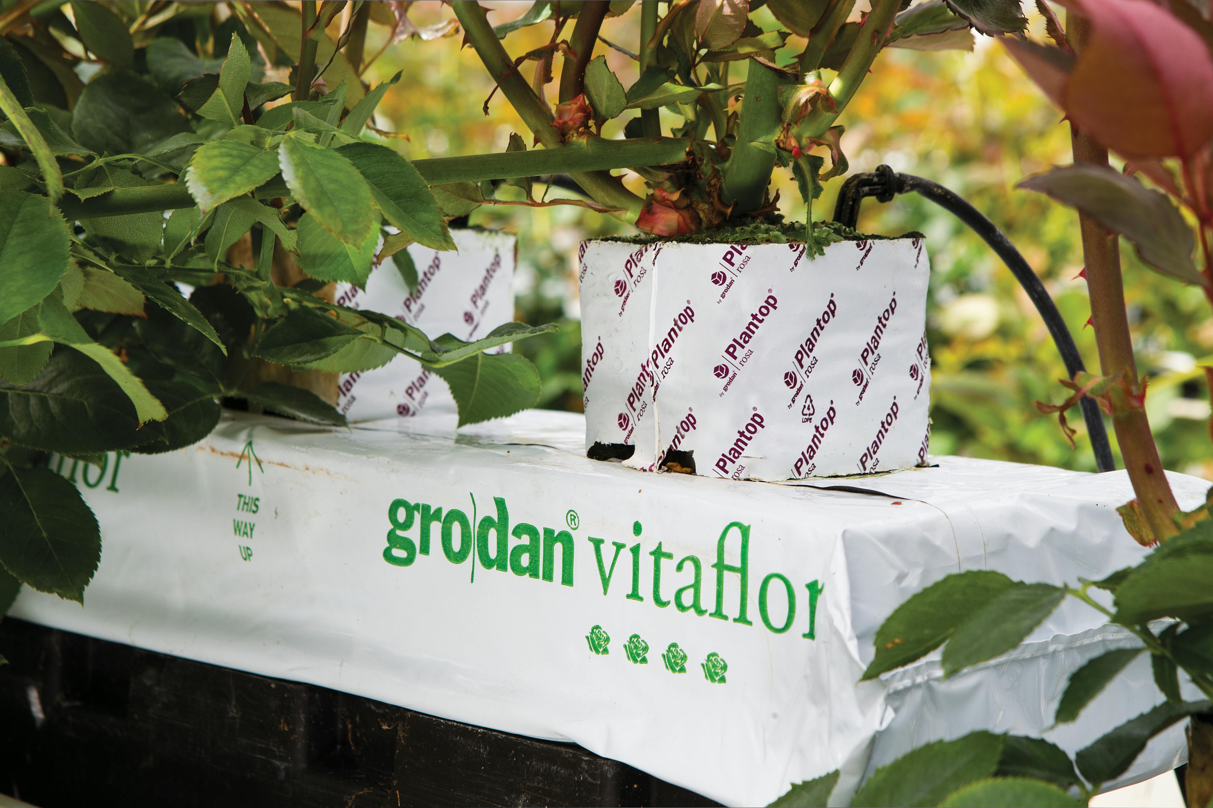 Floriculture Solutions, growth, quality, innovative, development,Grodan Vitaflor slab, rose greenhouse, grodan