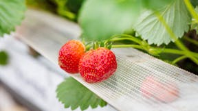 grower, strawberry, greenhouse, plants, slabs, leaf, grodan