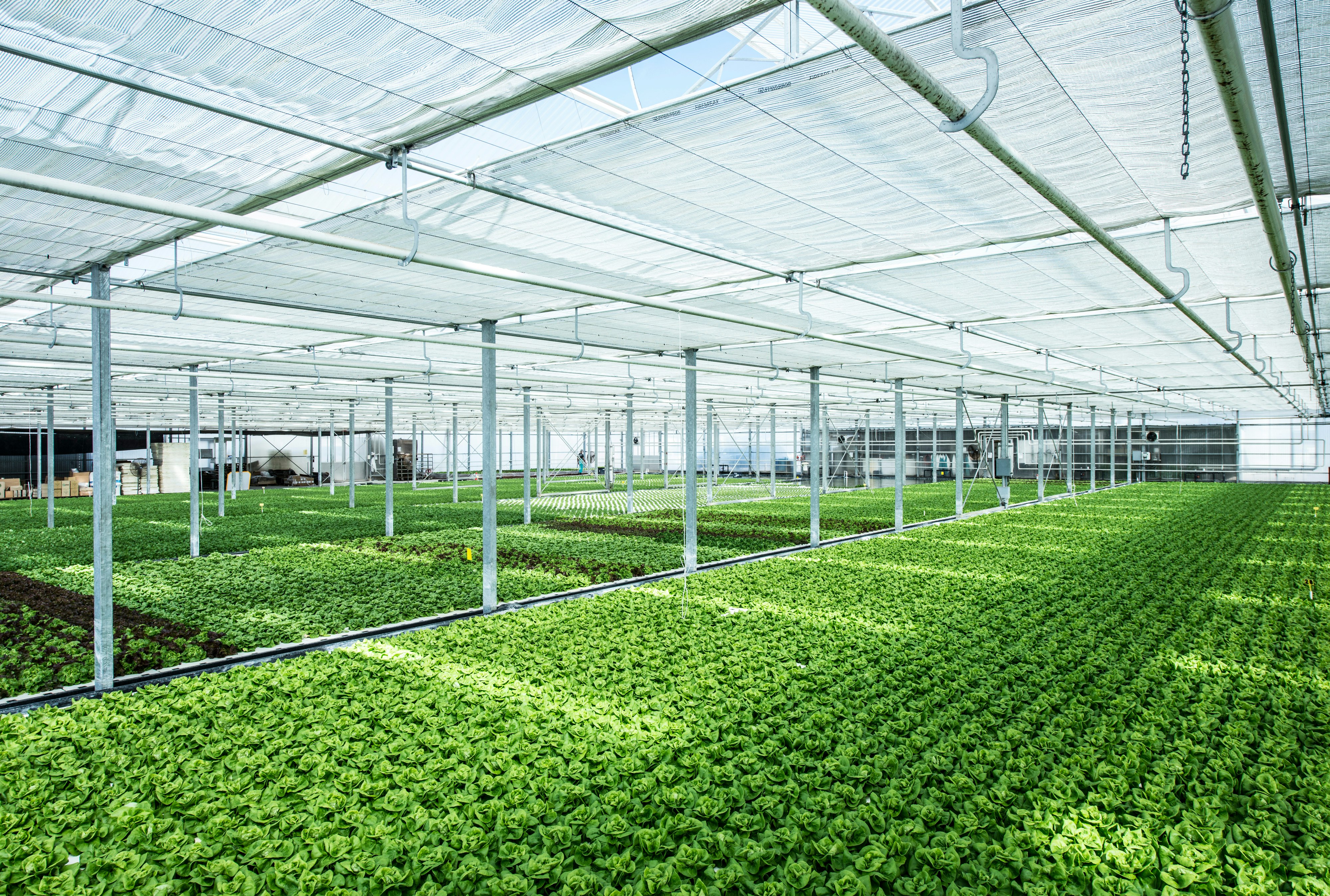 Used pictures Lettuce Brochure / Wetting Instructions / 3-phase model / Whitepaper