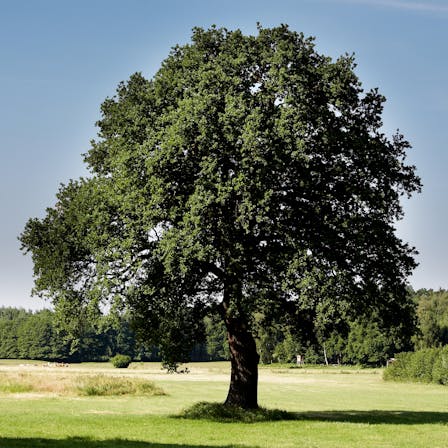 nature, tree, ecology, sustainability, germany