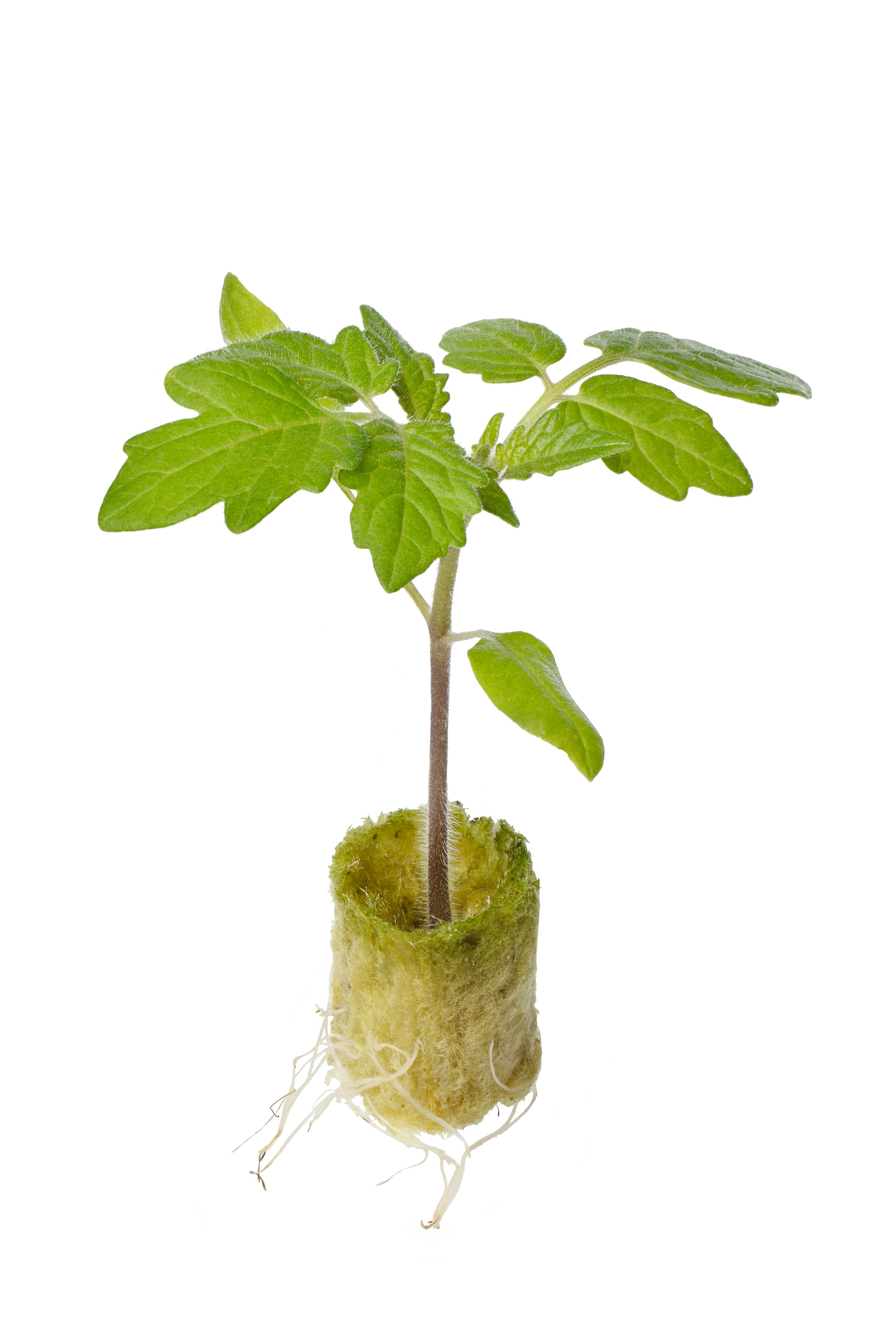 picture vermiculite free funnel plug propagation