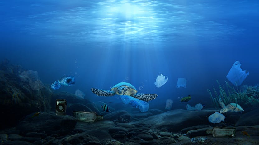 Ocean One Ocean Foundation Sea Turtle plastic