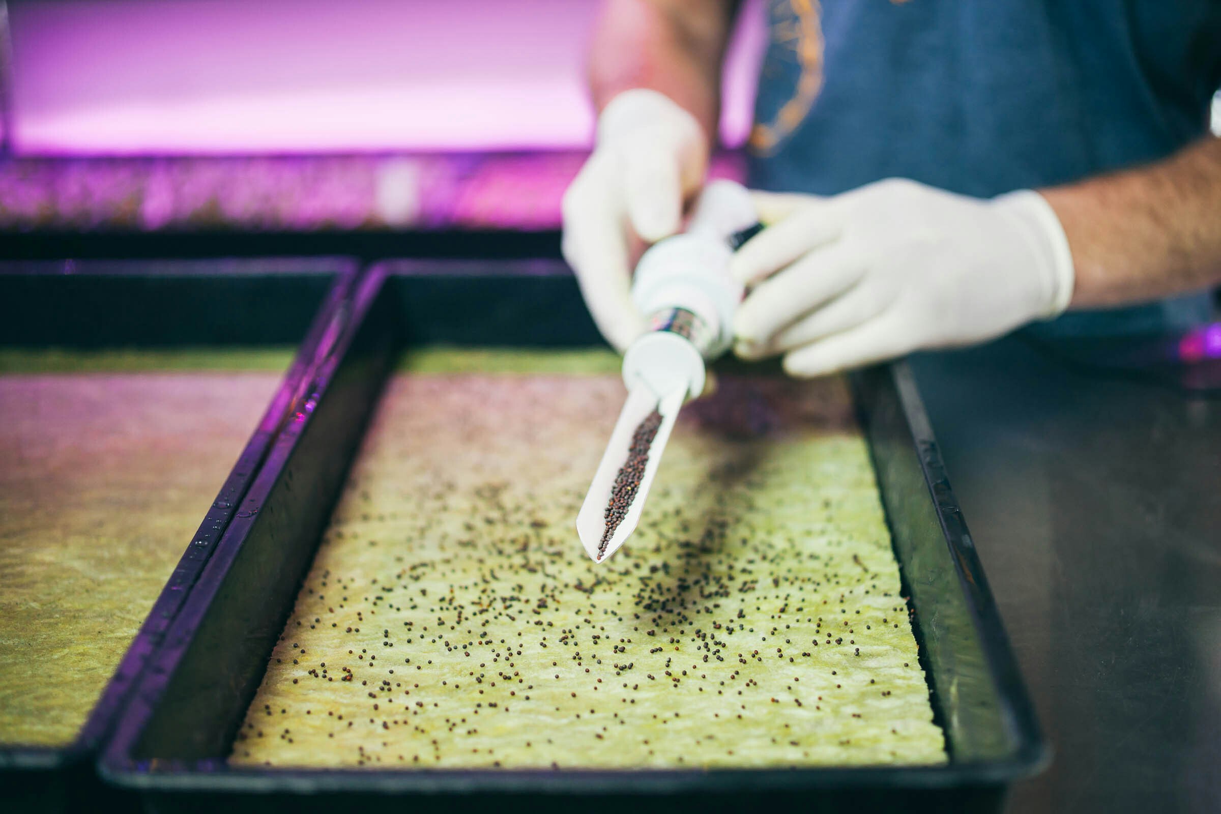 Growing solutions, growth, quality, innovative, development, Cress Plate, grodan