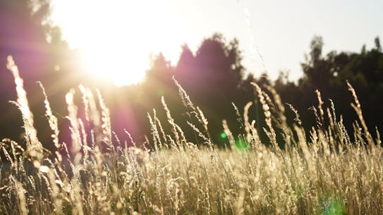 sustainability, mood image, green, grassy field, trees, sunset, unsplash, photo by Ruben Engel