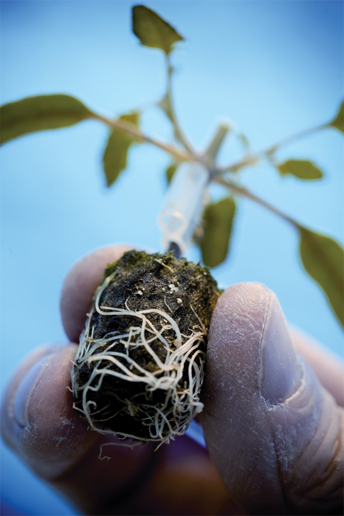 Propagation Solutions, growth, quality, innovative, development, revolutionary Vision Technology, Young plants, Grodan PRO PLUG