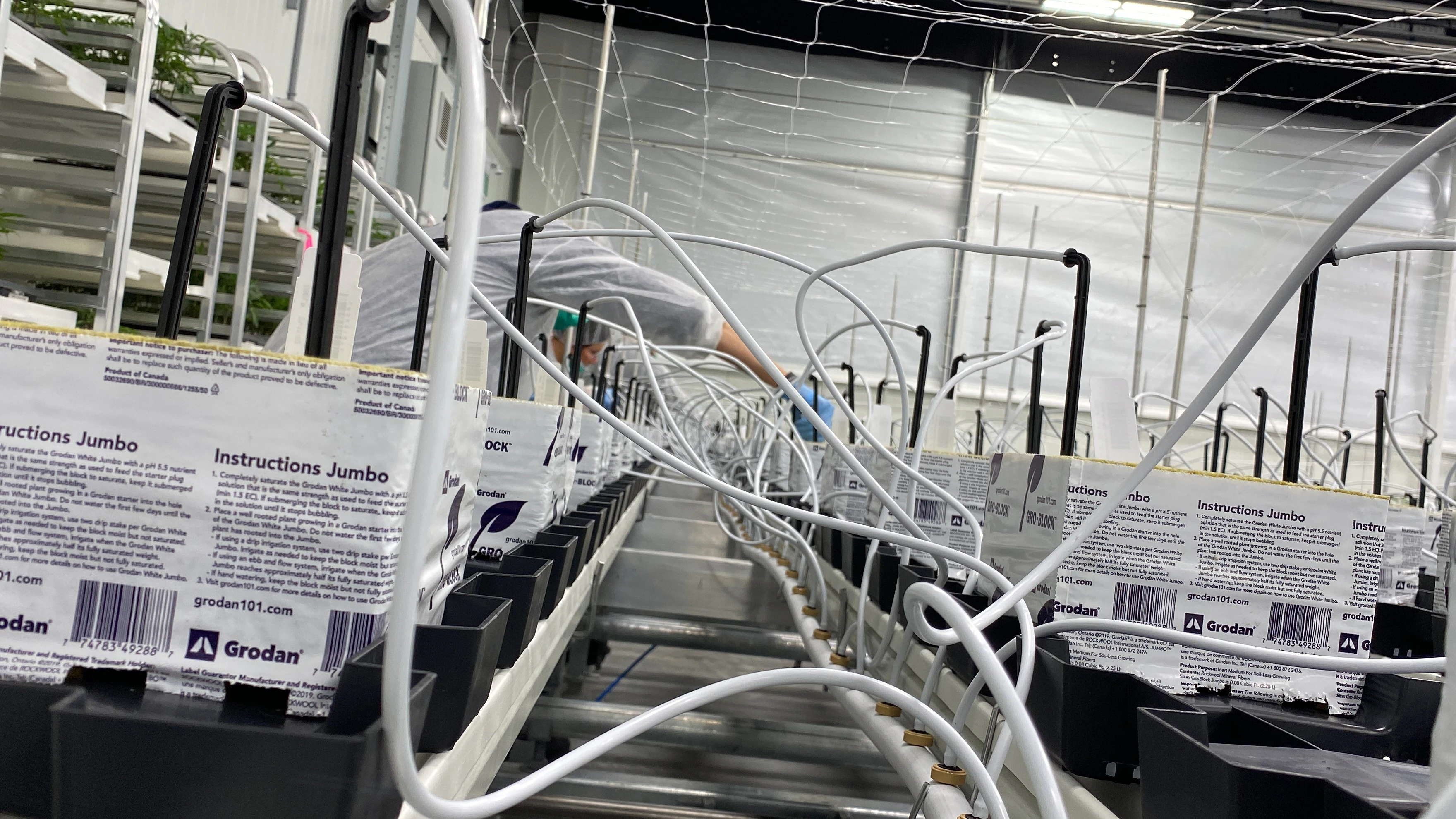 Grodan Improved Hugo Blocks at Cannara Biotech