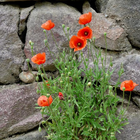 Blooming red poppy flower growing out of dry stone wall. High-quality photo
