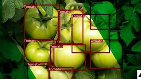 PL website, article: Obciążenie roślin owocami