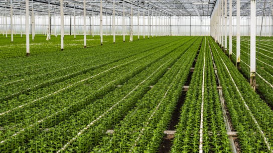 Grodan, Precision Growing, Agriculture, Plants