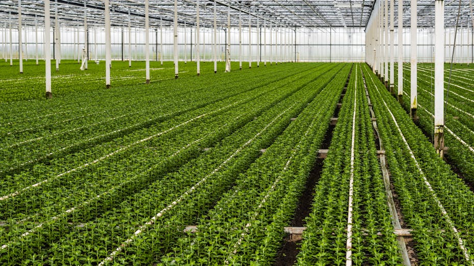 Rows of plants grown with less water