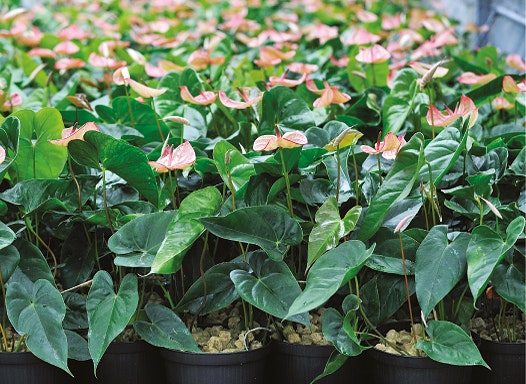 Floriculture Solutions, growth, quality, innovative, development, Anthurium plant, grown, Grodan Grocubes, grodan