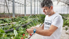Grodan, greenhouse, grower, strawberries, GroSens, customer, Frédéric Garcia