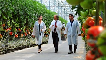 new blog-article, tomatoes, greenhouse, Katsanos