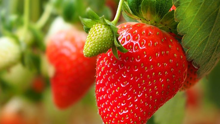 Grodan strawberry