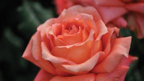 Floriculture Solutions, floriculture, rose, perennial cultivation properties, grodan