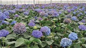 Floriculture Solutions, floriculture, Other Floriculture, perennial cultivation properties, grodan