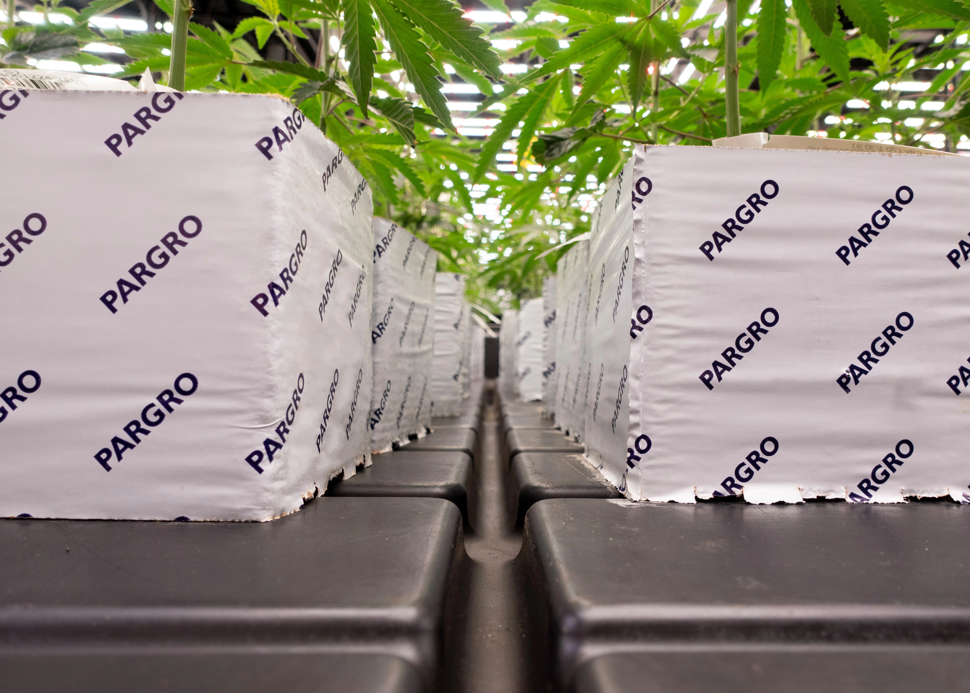 Pargro header for the Pargro landing page