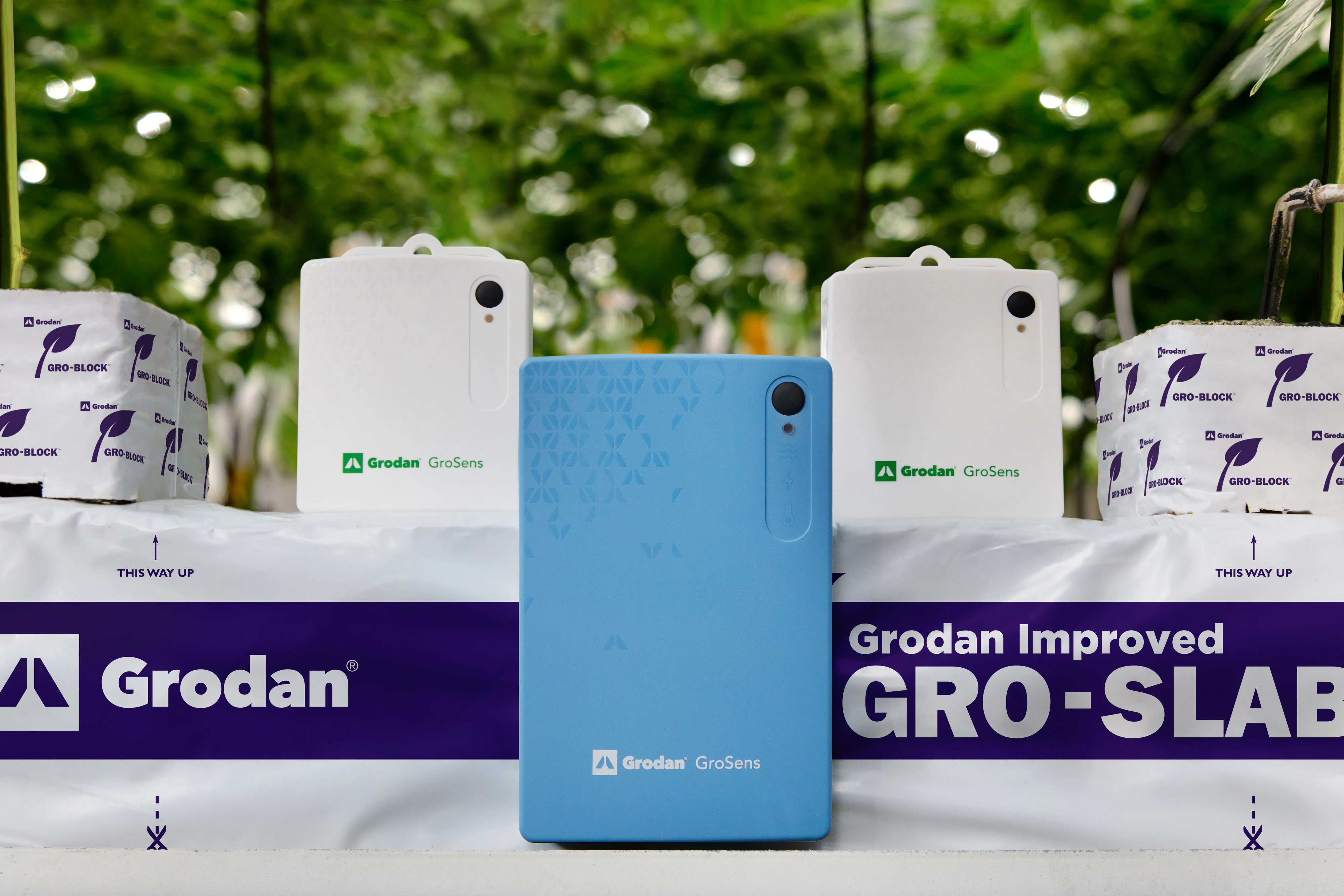 GroSens 2.2 + Climate Sensors in Grodan Improved slab with cannabis plants