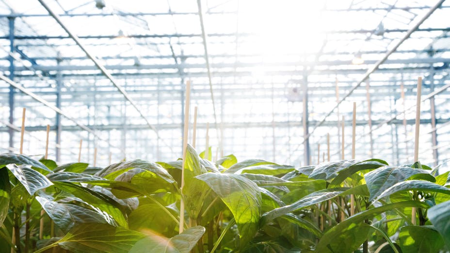 Greenhouse filled with swett pepper plants