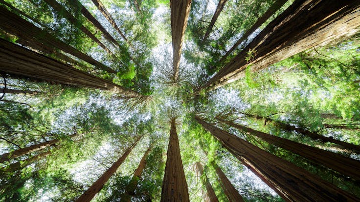 Muir Woods National Monument. Outdoor, nature, tree, environment