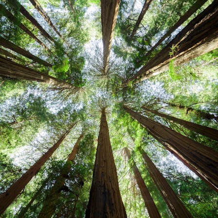 Muir Woods National Monument. Outdoor, nature, tree, environment