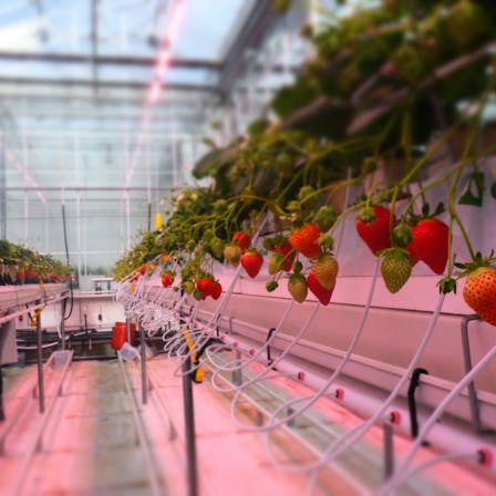 Grodan and Fluence join forces to develop new concept for year-round, high-tech strawberry cultivation with a demonstration trial at Wageningen University & Research in Bleiswijk, The Netherlands.