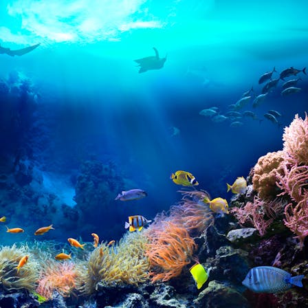 One Ocean Foundation, sea life, ocean, coral reef, sustainability