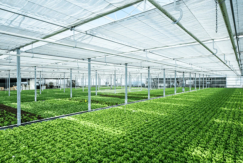 Used pictures Lettuce Brochure / Wetting Instructions / 3-phase model / Whitepaper
