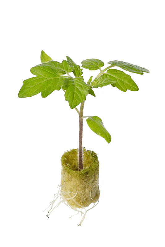 picture vermiculite free funnel plug propagation