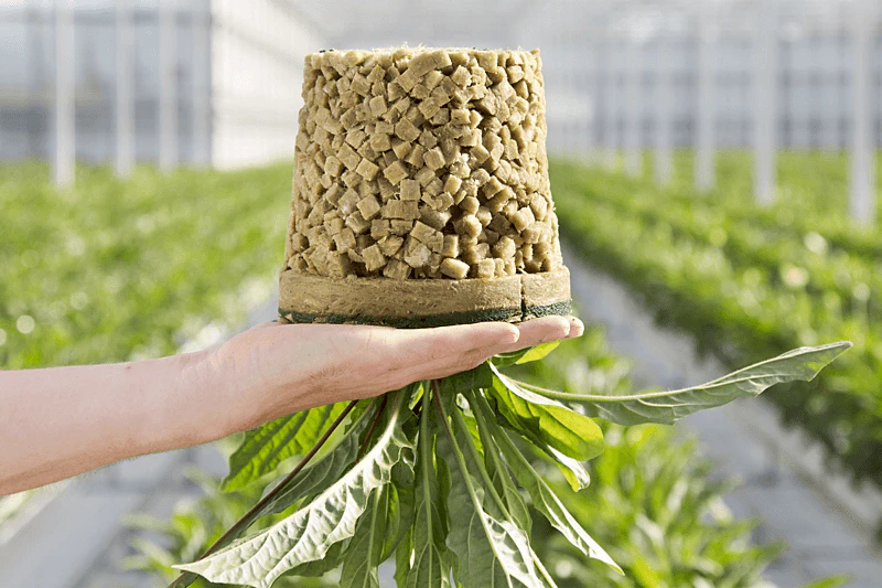 gerbera, greenhouse, hydroponic, growing,