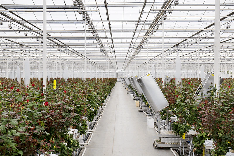 rose, greenhouse, hydroponic, growing, vitaflor