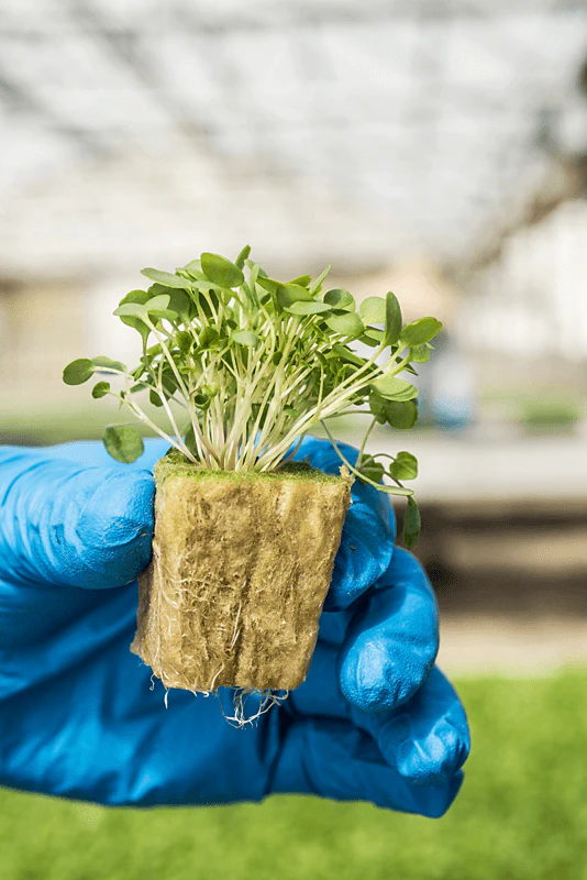 Growing solutions, growth, quality, innovative, development, AO plug, grodan