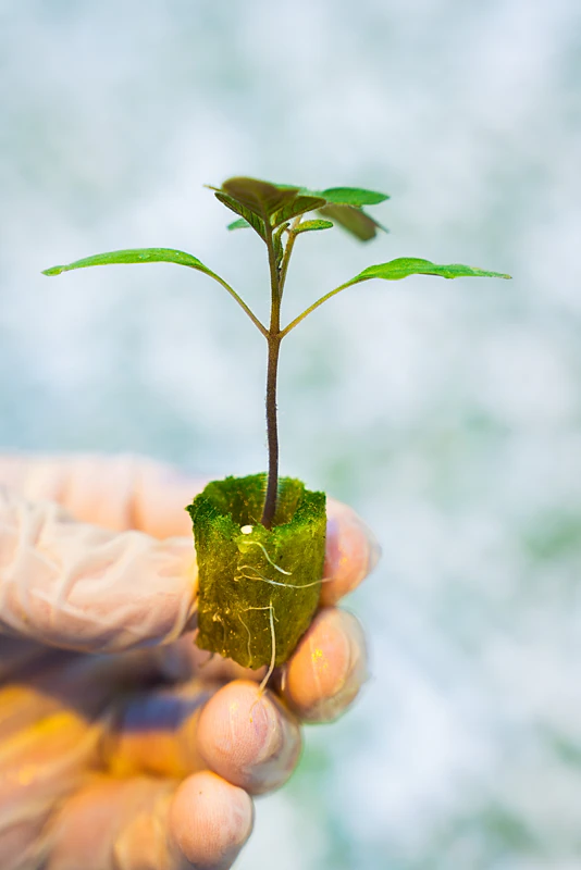 Vermiculite free propagation at Dutch propagator P. van Geest