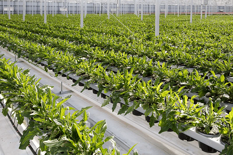 gerbera, greenhouse, hydroponic, growing,