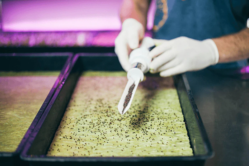 Growing solutions, growth, quality, innovative, development, Cress Plate, grodan