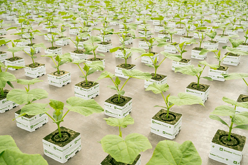 Vermiculite free Grodan Plantop blocks