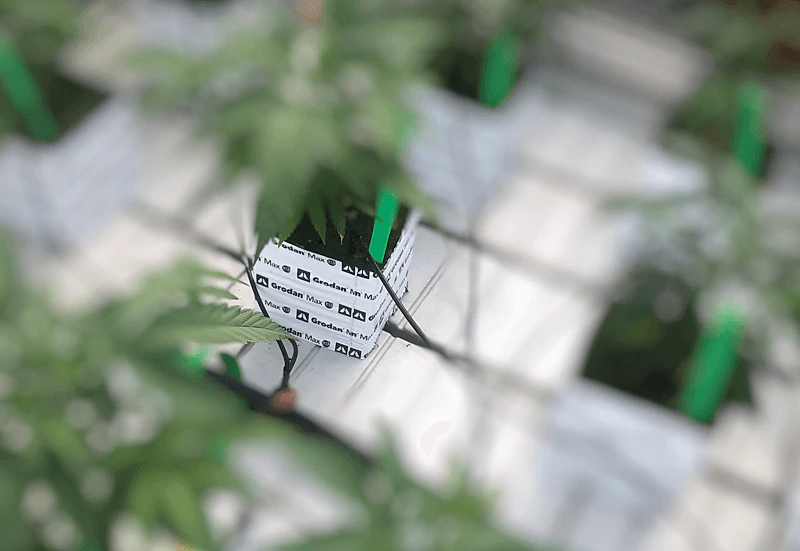 Medicinal crops article: How Perfect Plants converted the crisis into new opportunities