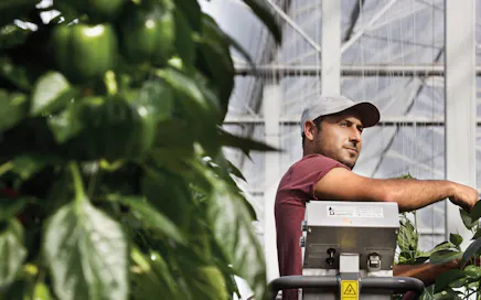 Que fait Grodan pour aider les producteurs confrontés à des problèmes de flétrissement du poivron ?